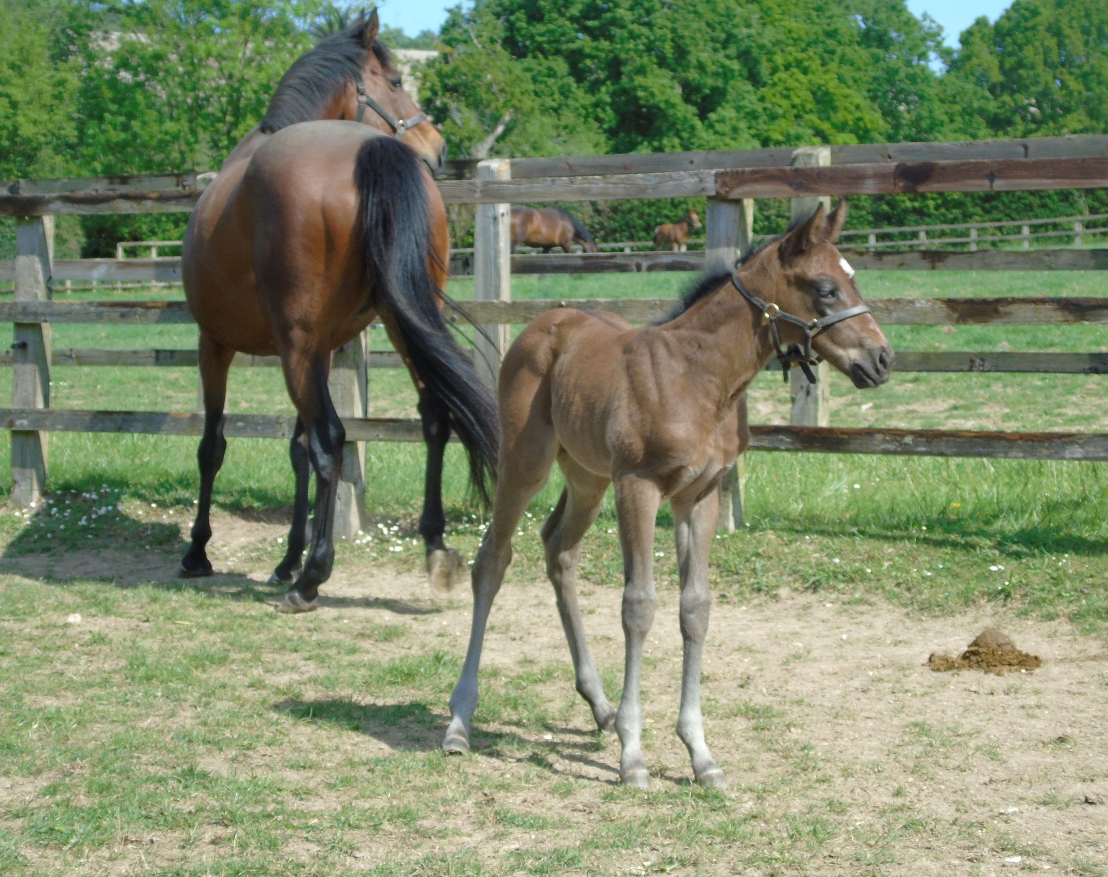 2026 filly by Baaeed